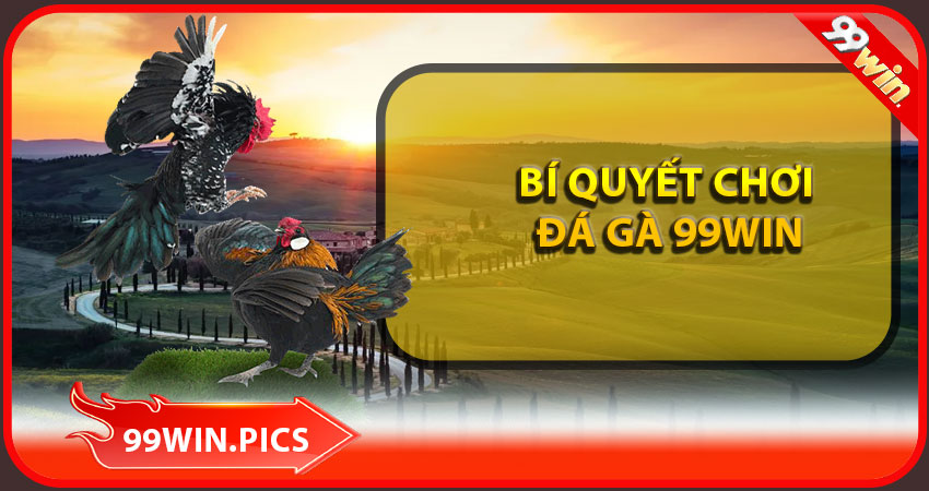 Bí quyết chơi đá gá 99win hiệu quả nhất